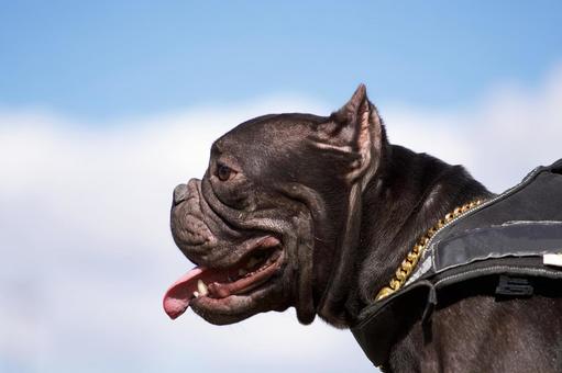 アメリカンブリー 犬,アメリカンブリー,いぬの写真素材