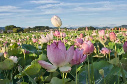 蓮の花 蓮の花 花,蓮,lotusの写真素材