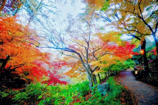 美しい紅葉 秋,オータム,赤色の写真素材