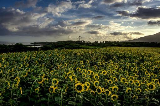 ＜風景＞満開の真夏のひまわり畑と大空 ひまわり,風景,景色の写真素材