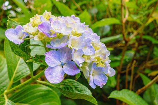 華麗なアジサイの花16 華麗なアジサイの花16の写真