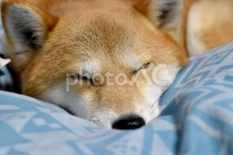 柴犬・睡眠 柴犬,柴,犬の写真素材