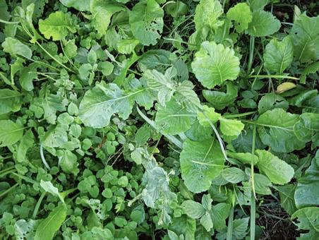 葉っぱ905 植物,自然,グリーンの写真素材