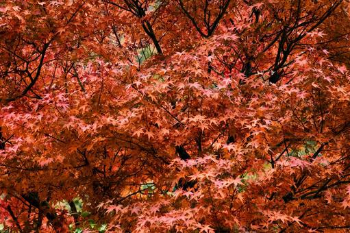 紅葉 秋 紅葉 秋 紅葉,秋,もみじの写真素材