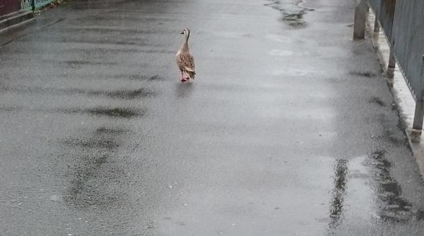 雨の道路を歩いているカモ1 雨の道路を歩いているカモ1 カモ,鳥,動物の写真素材