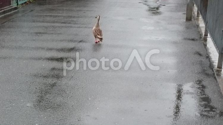 雨の道路を歩いているカモ1 カモ,鳥,動物の写真素材