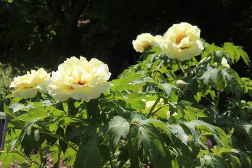 Photo, button, landscape macro, shrub, 