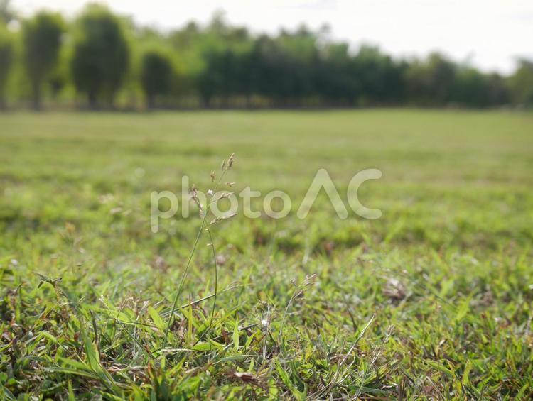 タイ　自然　森　木　虫 おすすめ,きれい,すごいの写真素材