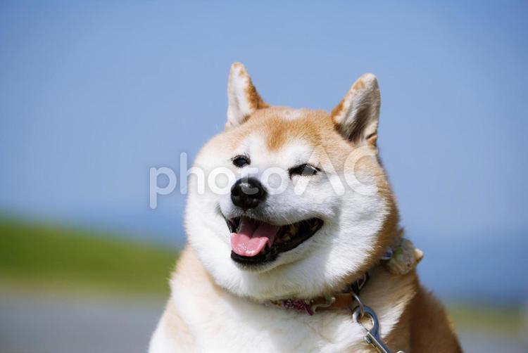 ワンコの顔（柴犬） 犬,柴犬,可愛い犬の写真素材