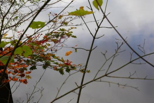 飯綱高原小鳥ケ池紅葉の写真