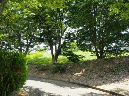 夏の景色36 夏の景色36の写真