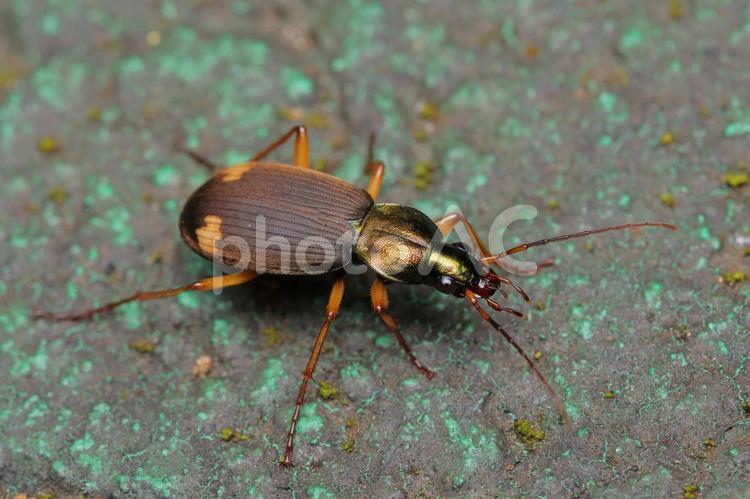アトボシアオゴミムシ？ アトボシアオゴミムシ,ゴミムシ,甲虫の写真素材