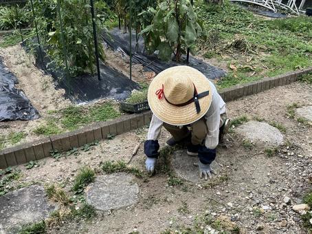 庭の草取り 庭の草取り 草取り,麦わら帽子,庭の写真素材