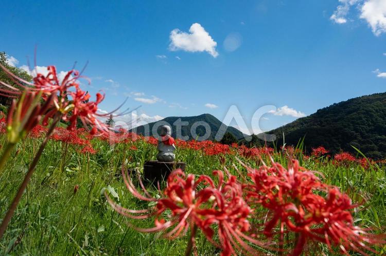 秋の赤い彼岸花とお地蔵 彼岸花,地蔵,赤の写真素材