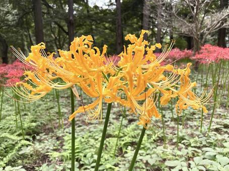 黄色いヒガンバナ(彼岸花) 黄色いヒガンバナ(彼岸花)の写真