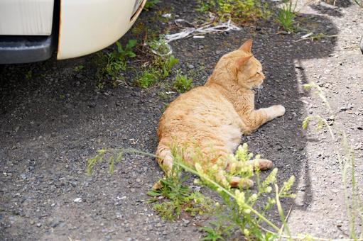 Cat relaxing in the shadow of a car, cat, animal, tea tiger, JPG