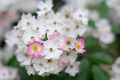 バラの花 その1 バラの花 その1の写真