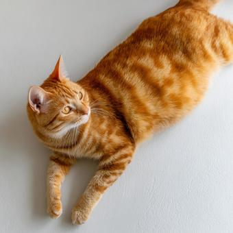 寝そべる茶トラの猫 寝そべる茶トラの猫の写真