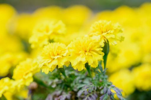 Photo, mangjugik, flower, yellow, 