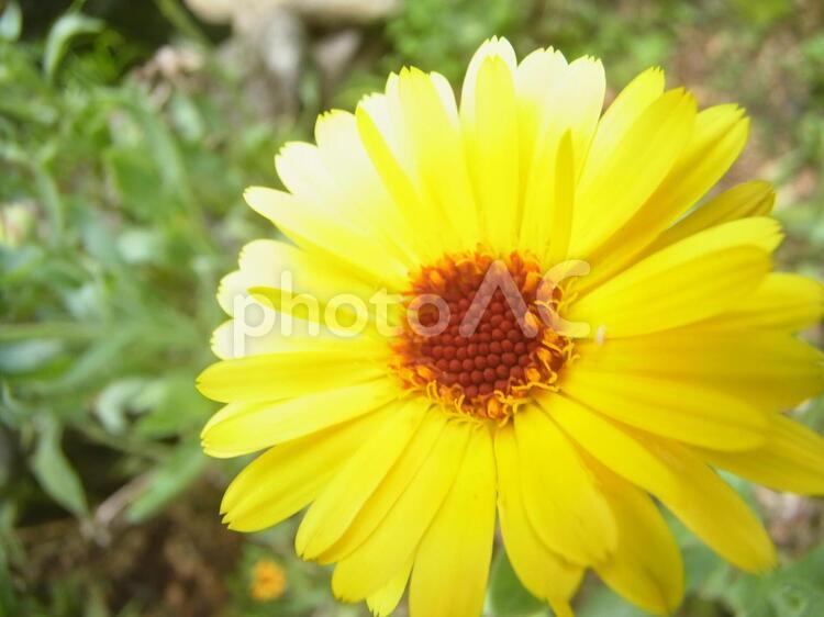 チェンマイ（タイ北部の観光地）の花・６月 タイ,チェンマイ,花の写真素材