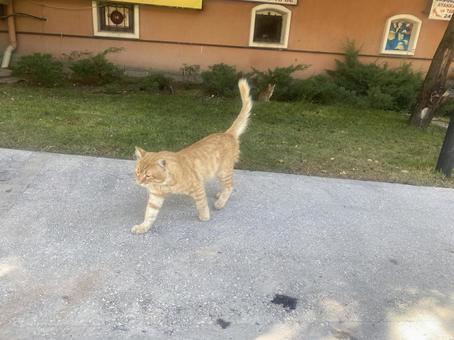 トルコの猫 トルコの猫 トルコ,アンカラ,コル地区の写真素材