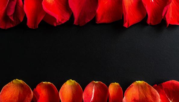 黒い背景に置かれた薔薇の花びら 黒い背景に置かれた薔薇の花びらの写真