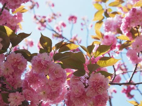 満開の八重桜と青空 満開の八重桜と青空の写真