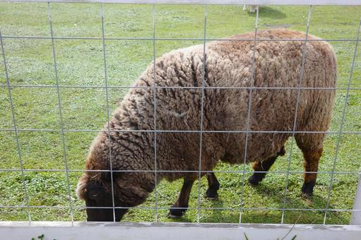 金網の柵越しに草を食む羊 羊,ヒツジ,動物の写真素材