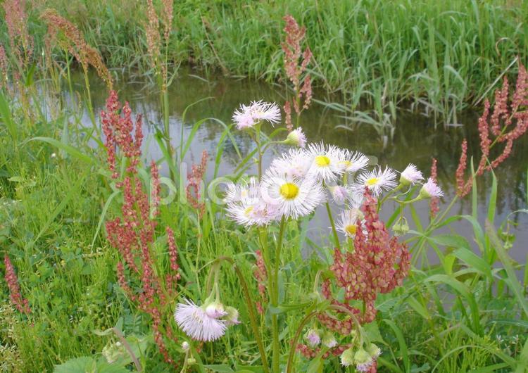 川のほとりの野の花 川,かわ,かわのほとりの写真素材