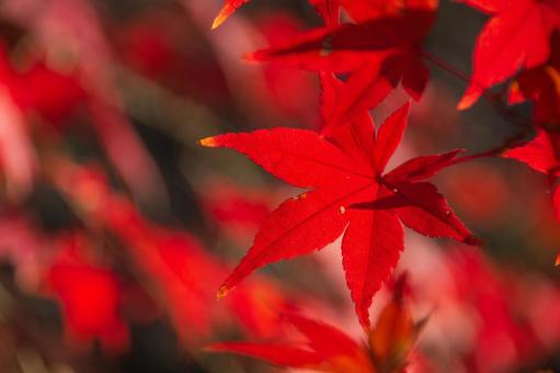 赤く染まったもみじの葉 もみじ,紅葉,葉の写真素材