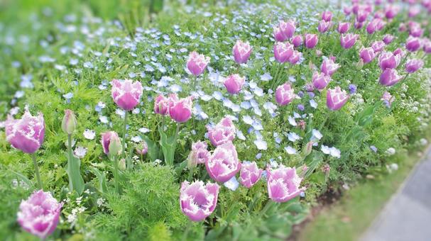 花壇のチューリップ 花壇のチューリップ チューリップ,花壇,紫色の写真素材