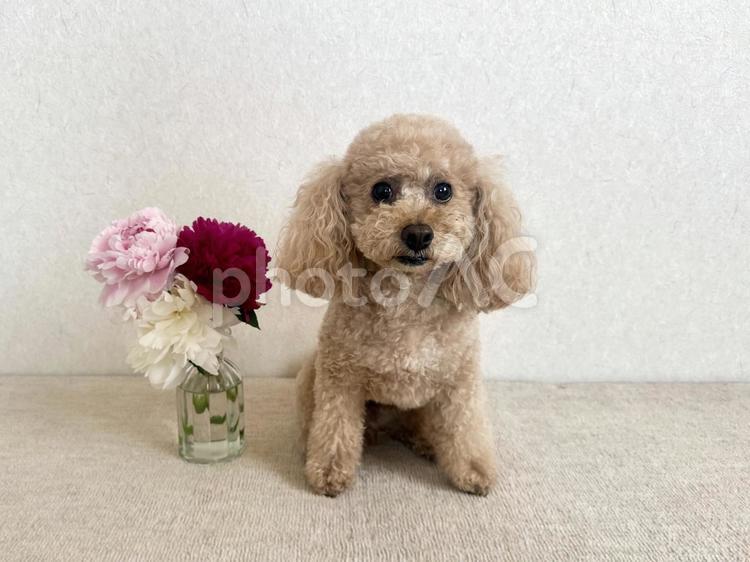 トイプードルとシャクヤクの花 トイプードル,シャクヤク,花の写真素材