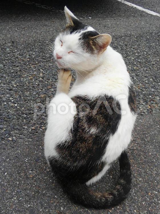 顔を掻いている野良猫 アスファルト,キジ白,地面の写真素材