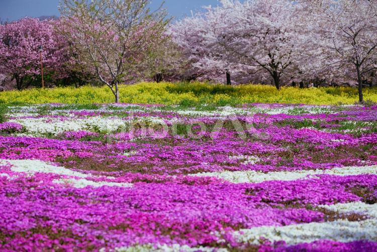 満開の赤城南面千本桜の芝桜 日本,群馬,前橋の写真素材