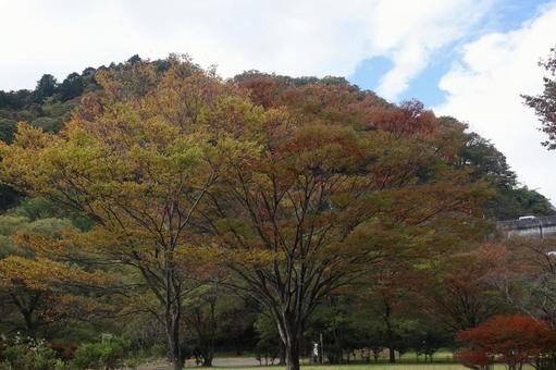 紅葉する木々の写真