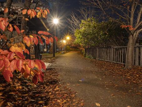 灯りに染まる秋の小径 夜景,秋,紅葉の写真素材