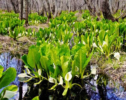 Asian skunk cabbage colonies in the Ishikari Makumbetsu Marsh, JPG Asian skunk cabbage colonies in the Ishikari Makumbetsu Marsh, JPG