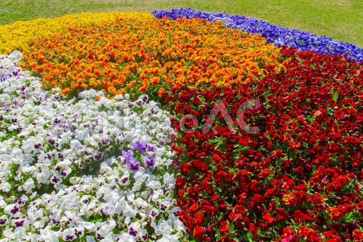 大通公園の花壇 大通公園,札幌,北海道の写真素材