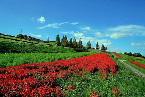 淡路島 あわじ花さじき⑭ サルビア 淡路島 あわじ花さじき⑭ サルビアの写真