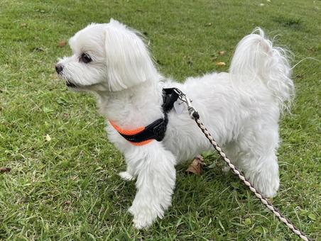 マルチーズ犬の横顔 マルチーズ犬の横顔 犬,マルチーズ,かわいい犬の写真素材