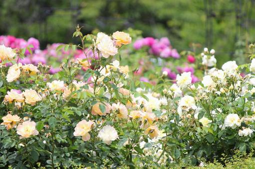 Rose Garden, JPG Rose Garden, JPG