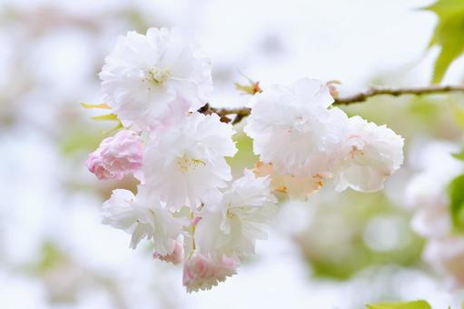 薄紅色の八重桜　松月 松月,桜,八重桜の写真素材