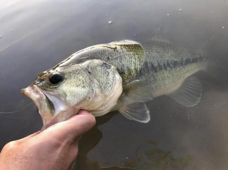 ブラックバスの写真素材 写真素材なら 写真ac 無料 フリー ダウンロードok