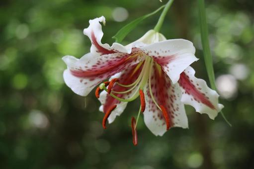 ヤマユリの花のアップ ヤマユリの花のアップの写真