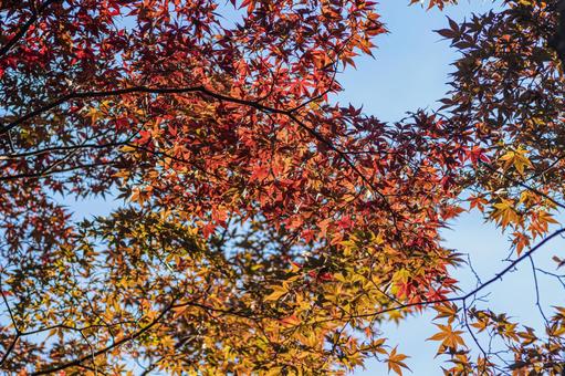 丸山公園の紅葉 秋,冬,紅葉の写真素材