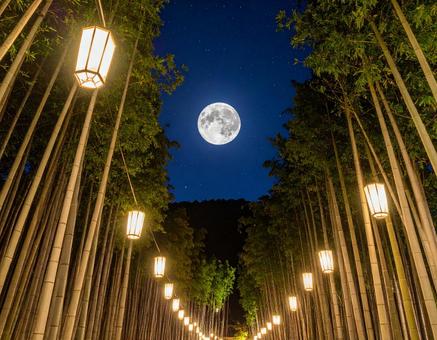 七夕の夜、月明かりに照らされる竹林と星空 七夕の夜、月明かりに照らされる竹林と星空の写真