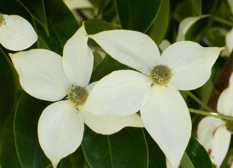【花の写真】ヤマボウシ 【花の写真】ヤマボウシ ヤマボウシ,山法師,ミズキ科の写真素材
