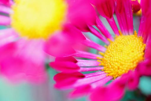 菊 野菊,花,ピンクの写真素材