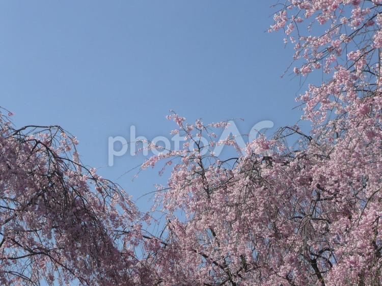 京都夜久野しだれ桜16 夜久野,京都,花の写真素材