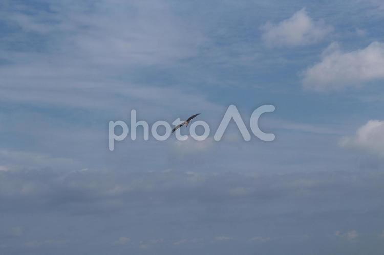 気持ちよさそうな鳥 晴天,空,鳥の写真素材